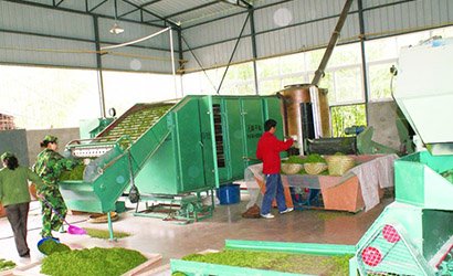 青島嶗山海納青茶葉專業(yè)合作社